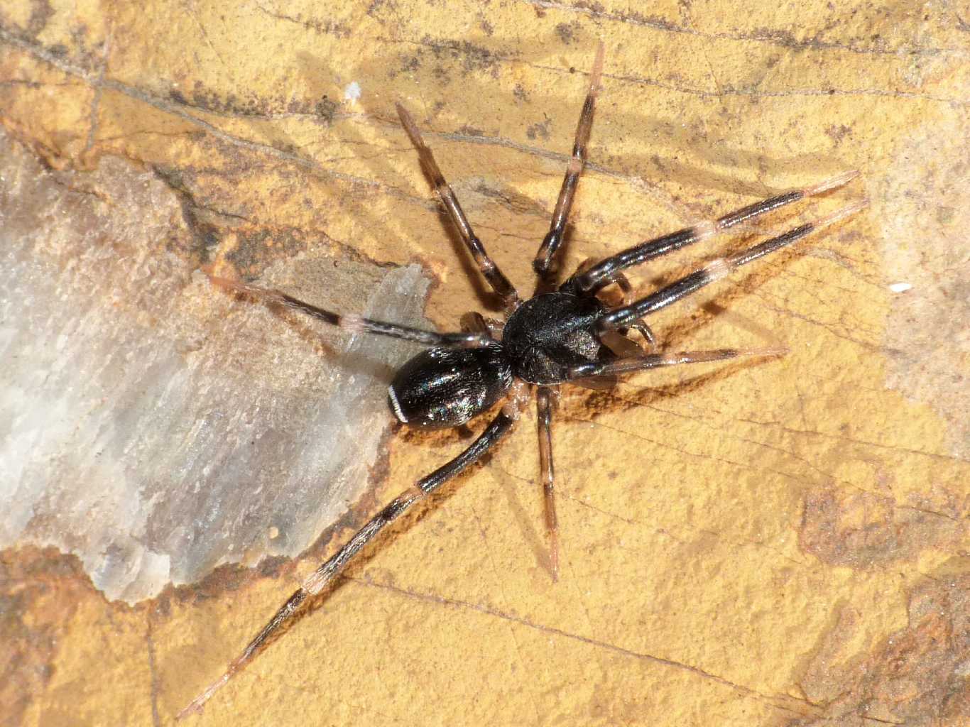 Liophrurillus flavitarsis - Tolfa (RM)